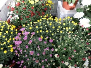 Chrysanthème 2018 01