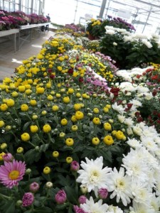 Chrysanthème 2018 03