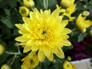 Chrysanthème 2018 04