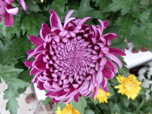 Chrysanthème 2018 05
