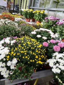 Chrysanthème 2018 06