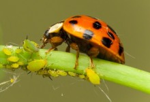 coccinelle pucerons biogarten andermatt