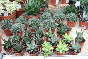 cactus 07