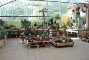 cactus 09