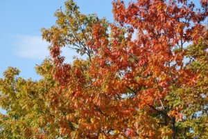 arbres automne parking