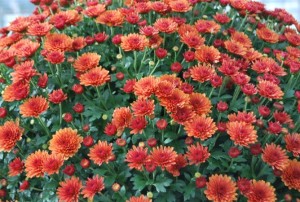 chrysanthème 01