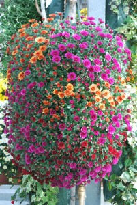 chrysanthème-02