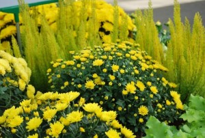 chrysanthème-08