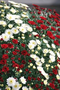 chrysanthème-11