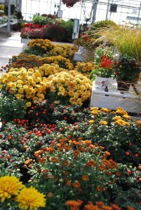 plantes à massif automne 2019-12