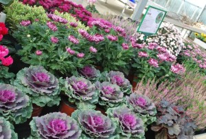 plantes à massif automne 2019-18