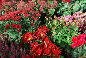 plantes à massif automne 2019-22