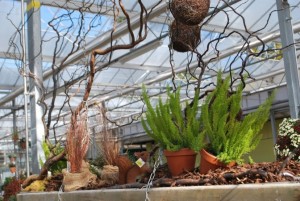 plantes à massif automne 2019-27