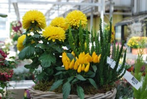 plantes à massif automne 2019-32