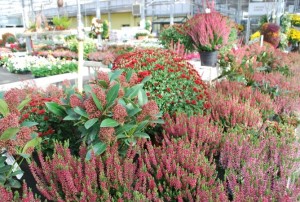 plantes à massif automne 2019-43