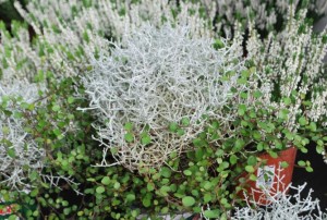 plantes à massif automne 2019-47