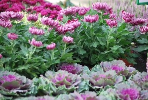 plantes à massif automne 2019-53