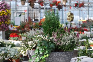 plantes à massif automne 2019-67