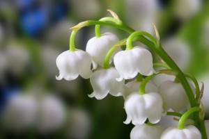 muguet