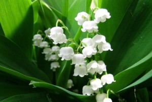 muguet
