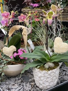 St-Valentin orchidées