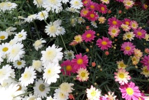 Anthemis 2020-01