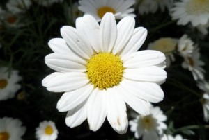Anthemis 2020-02