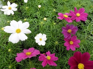 Cosmos 2020-01
