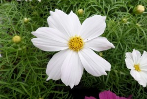 Cosmos 2020-02