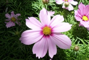 Cosmos 2020-03