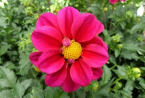 Dahlia 2020-01