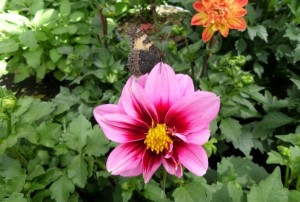 Dahlia 2020-02