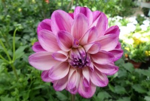 Dahlia 2020-03