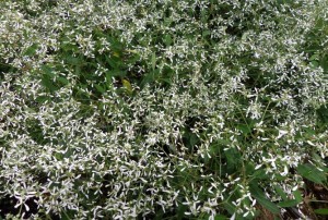Euphorbia 2020-01