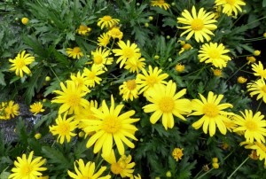 Euryops 2020-01
