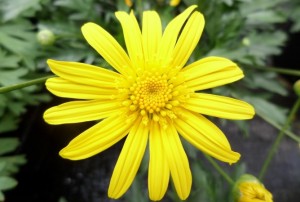 Euryops 2020-03