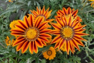 Gazania 2020-01