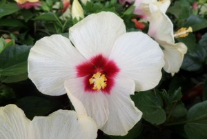 Hibiscus 2020-01