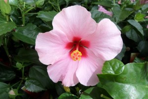 Hibiscus 2020-02