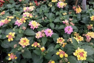 Lantana 2020-01