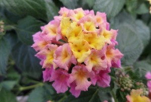 Lantana 2020-02