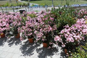 Nerium Oleander 2020-02