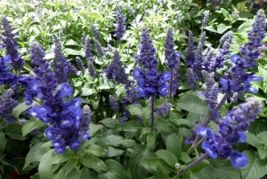 Sauge bleue 2020-01