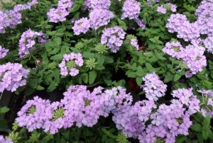 Verveine 2020-01