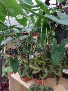 alocasia zebrina begonia 2020-02