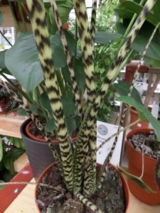 alocasia zebrina 2020-03