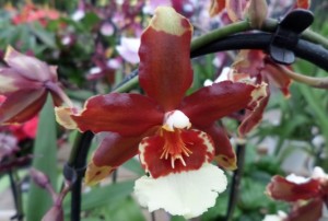 cambria orchidée 2020-02