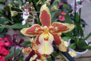 cambria orchidée 2020-03