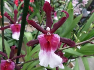 cambria orchidée 2020-04