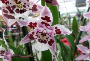 cambria orchidée 2020-05